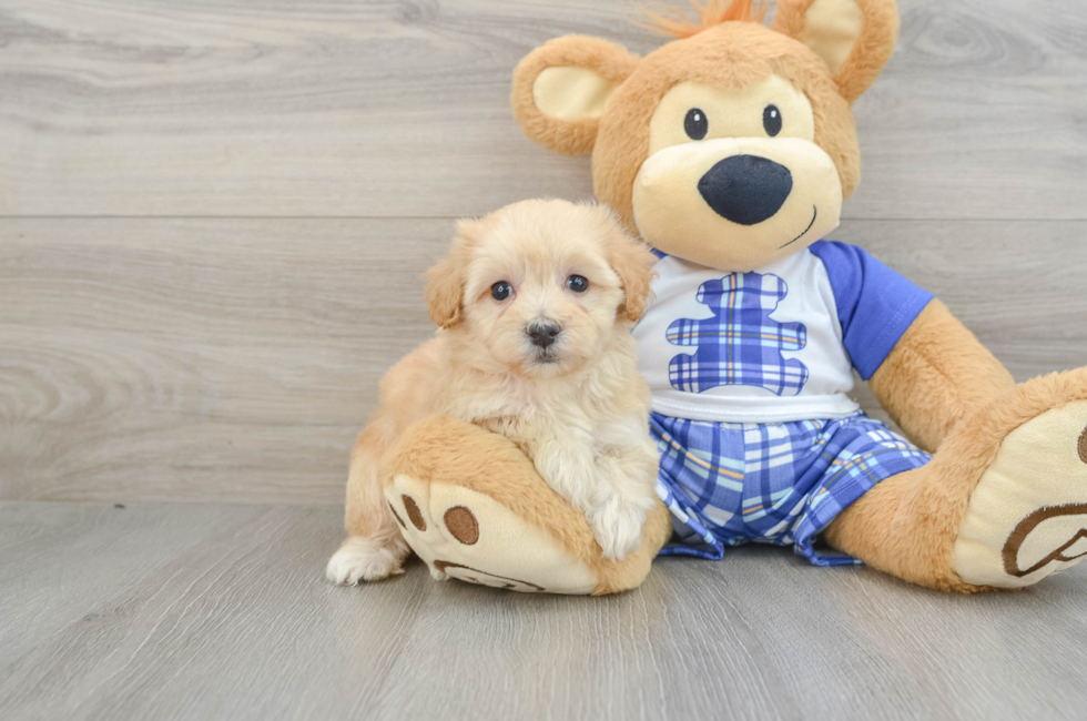 6 week old Maltipoo Puppy For Sale - Lone Star Pups