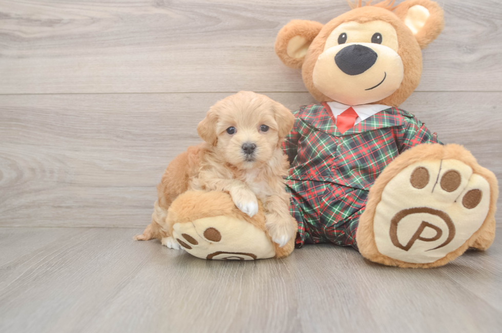 5 week old Maltipoo Puppy For Sale - Lone Star Pups