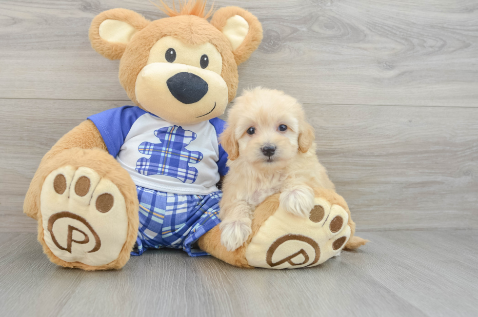 6 week old Maltipoo Puppy For Sale - Lone Star Pups