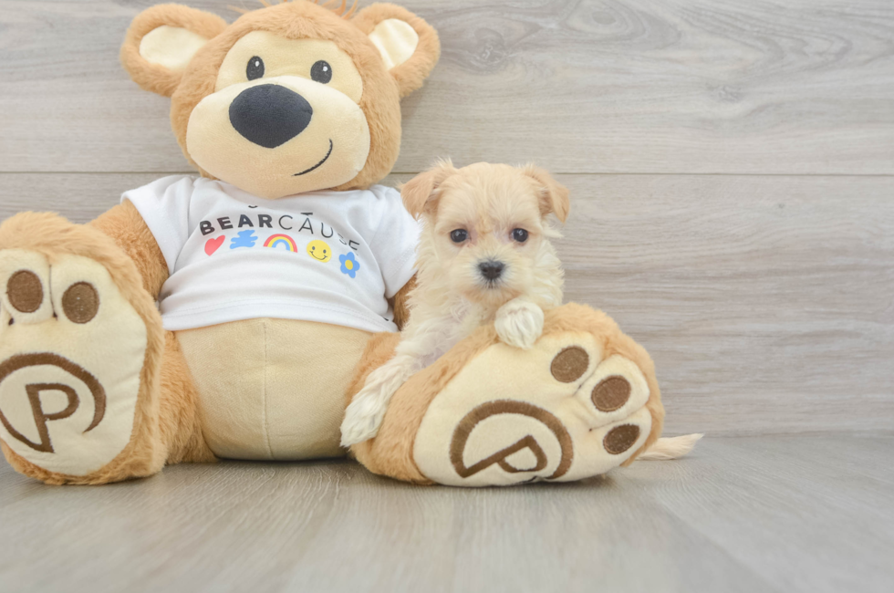 6 week old Maltipoo Puppy For Sale - Lone Star Pups