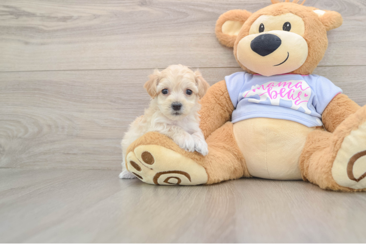 Petite Maltipoo Poodle Mix Pup