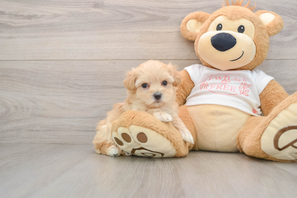 Maltipoo Puppy for Adoption