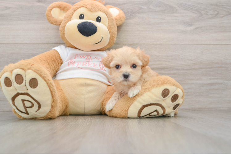 Maltipoo Puppy for Adoption