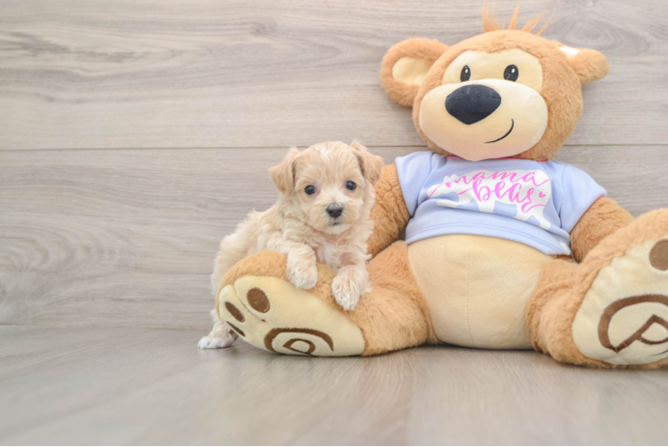 Playful Maltese Poodle Poodle Mix Puppy