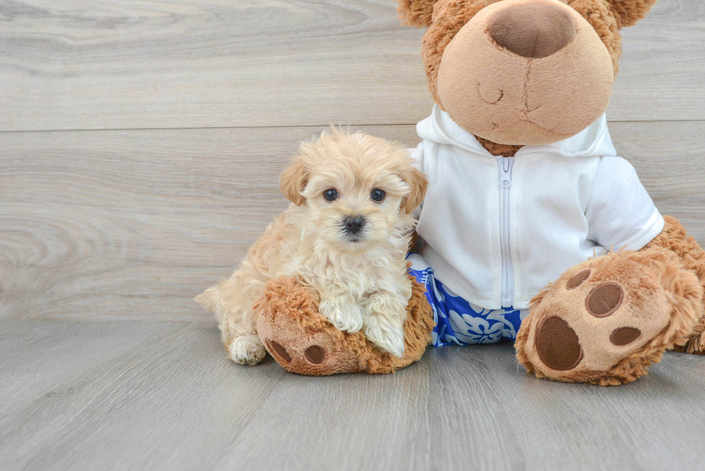 Petite Maltipoo Poodle Mix Pup