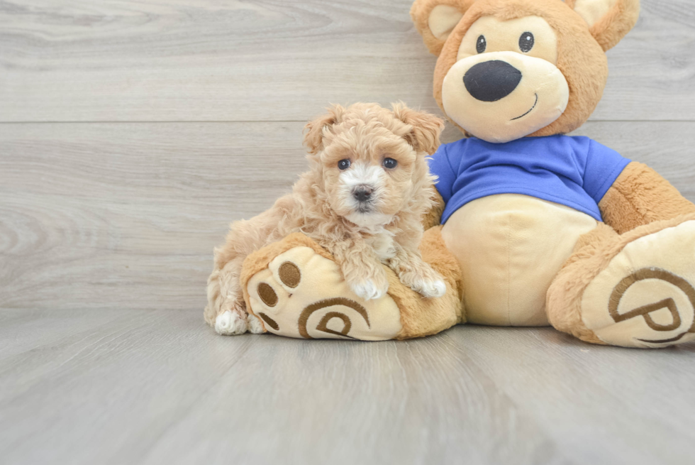 Popular Maltipoo Poodle Mix Pup