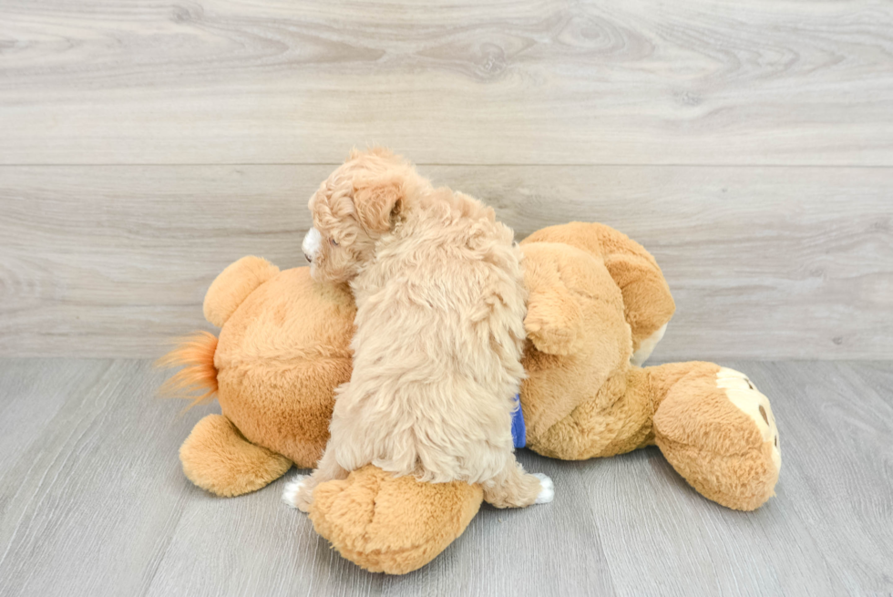 Sweet Maltipoo Baby