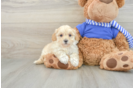 Best Maltipoo Baby