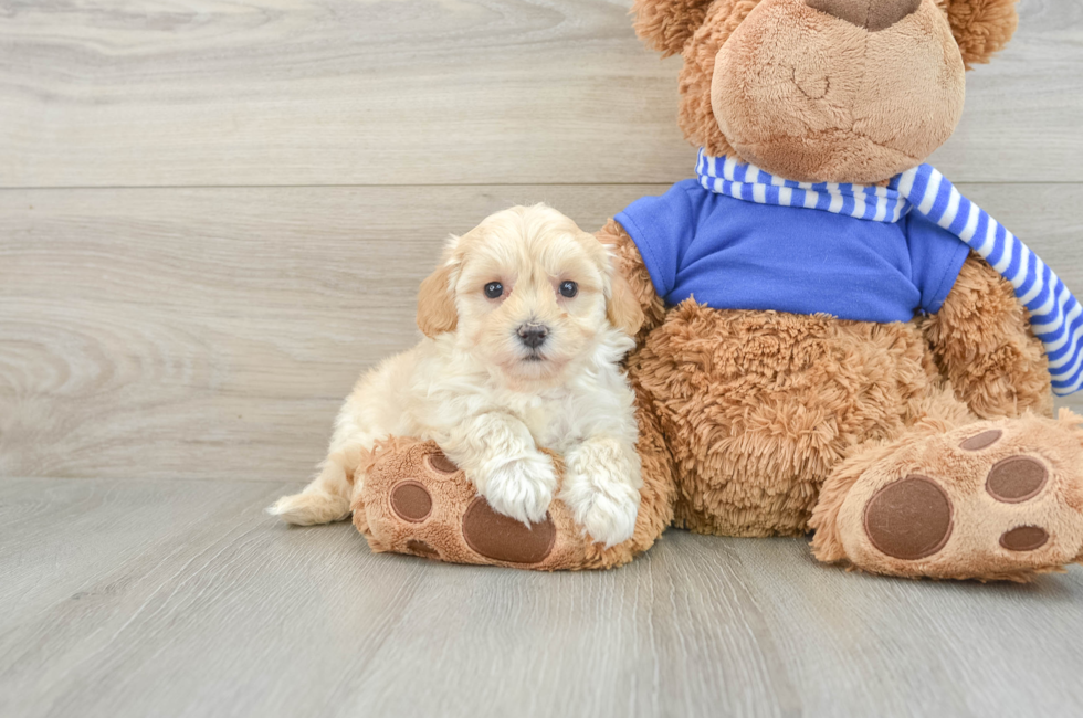 9 week old Maltipoo Puppy For Sale - Lone Star Pups