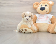 8 week old Maltipoo Puppy For Sale - Lone Star Pups