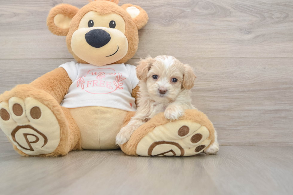Maltipoo Pup Being Cute