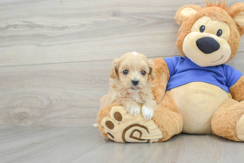 Meet Macaroni - our Maltipoo Puppy Photo 1/3 - Lone Star Pups