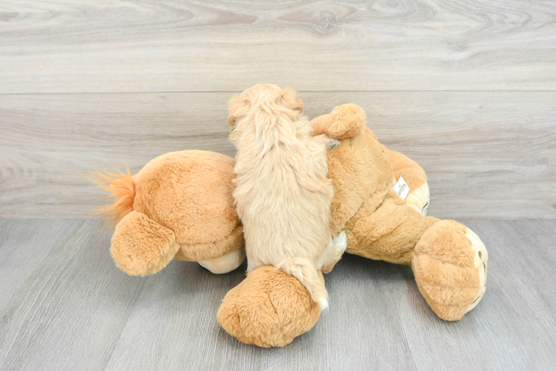 Meet Macaroni - our Maltipoo Puppy Photo 2/3 - Lone Star Pups