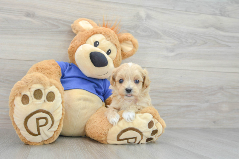 Meet Macaroni - our Maltipoo Puppy Photo 3/3 - Lone Star Pups