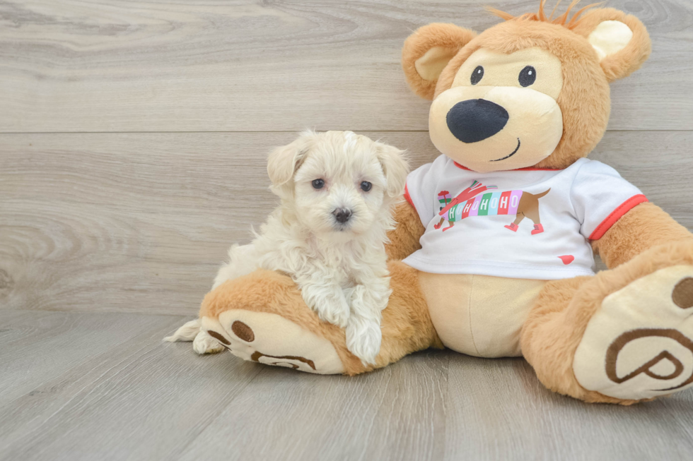 Maltipoo Puppy for Adoption