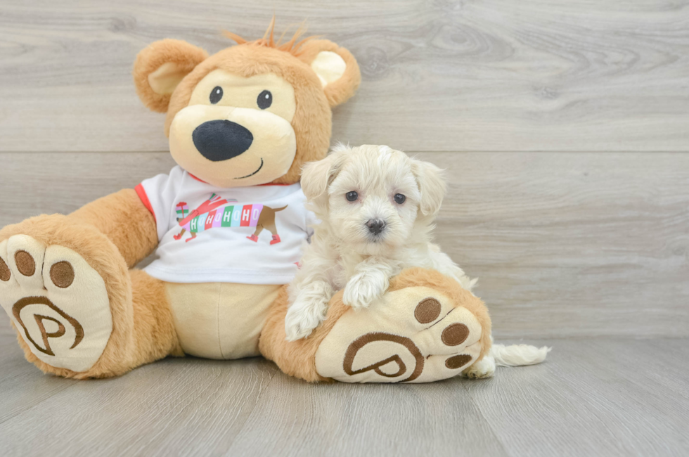 7 week old Maltipoo Puppy For Sale - Lone Star Pups