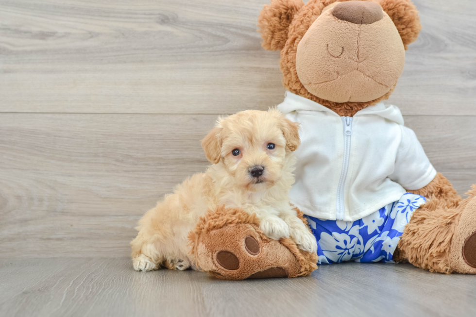 Maltipoo Pup Being Cute