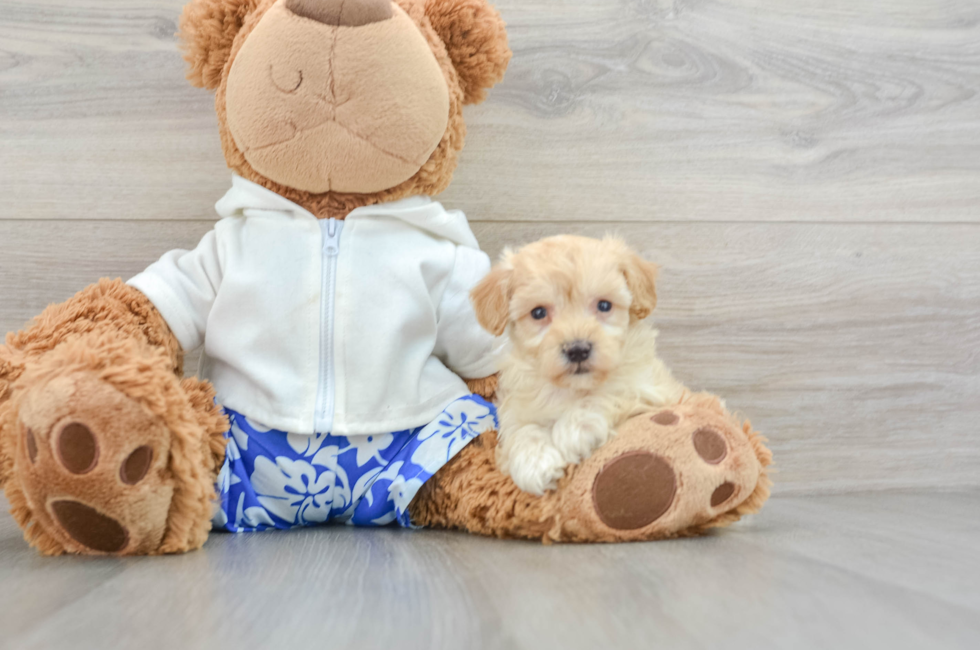 6 week old Maltipoo Puppy For Sale - Lone Star Pups