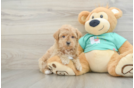 Little Maltidoodle Poodle Mix Puppy