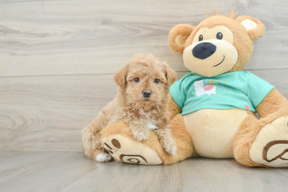 Little Maltidoodle Poodle Mix Puppy
