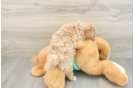 Best Maltipoo Baby