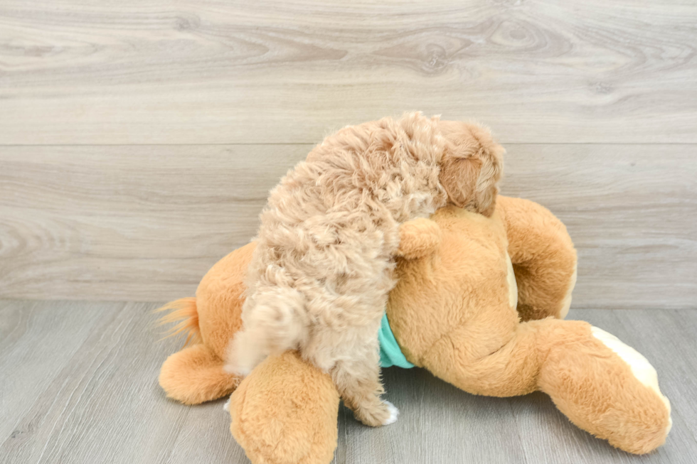 Best Maltipoo Baby