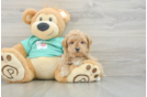 Little Maltidoodle Poodle Mix Puppy