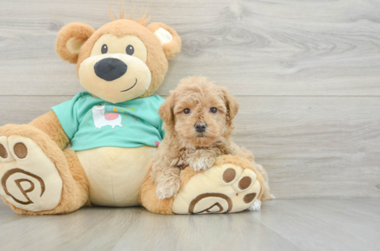 Little Maltidoodle Poodle Mix Puppy
