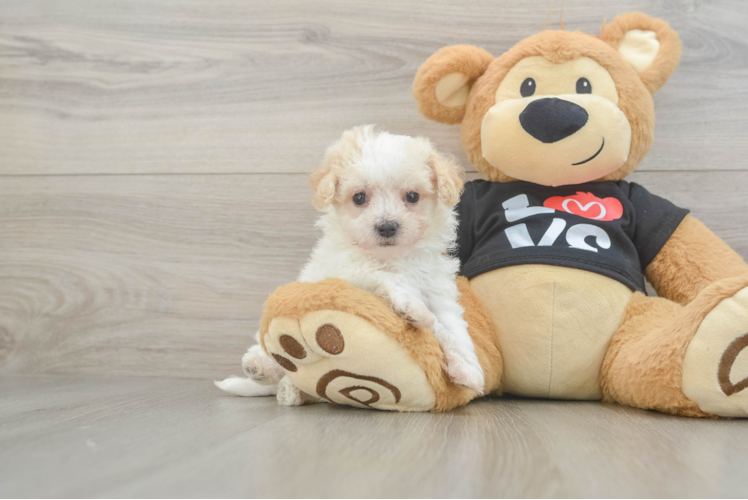Petite Maltipoo Poodle Mix Pup