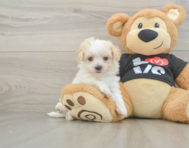 8 week old Maltipoo Puppy For Sale - Lone Star Pups