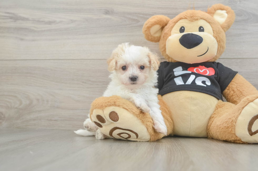 6 week old Maltipoo Puppy For Sale - Lone Star Pups