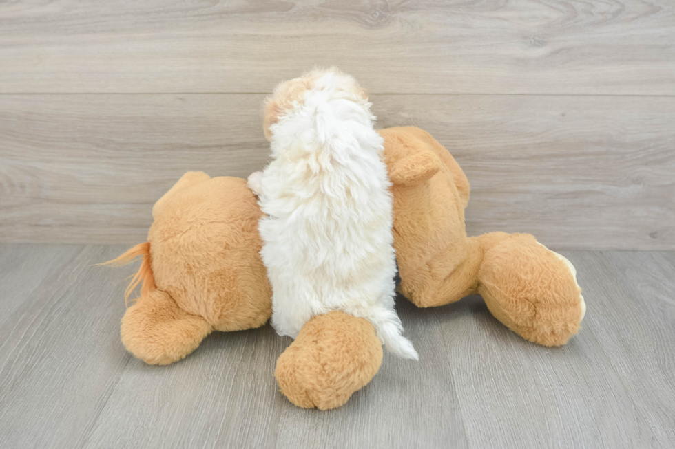 Best Maltipoo Baby