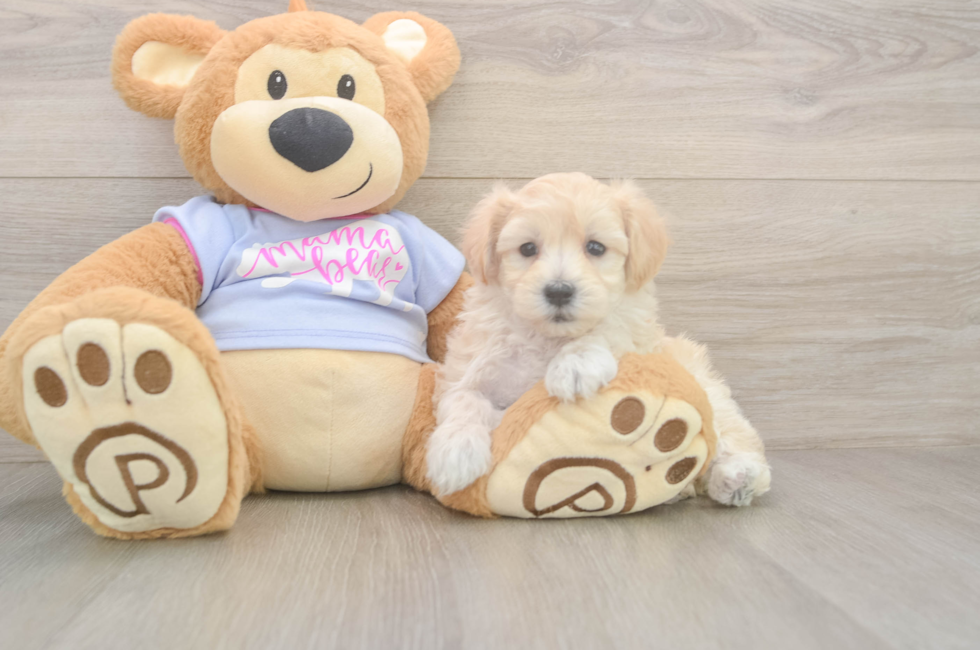 6 week old Maltipoo Puppy For Sale - Lone Star Pups