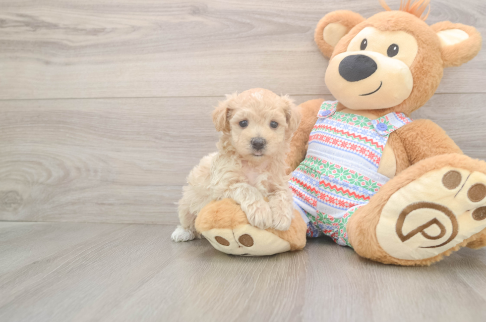 5 week old Maltipoo Puppy For Sale - Lone Star Pups