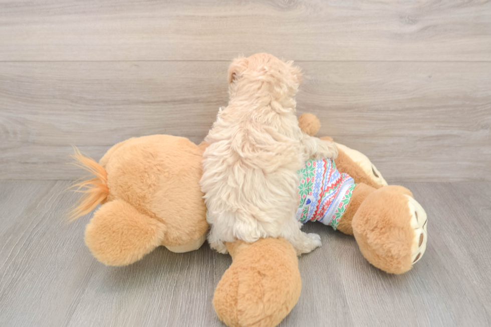 Friendly Maltipoo Baby