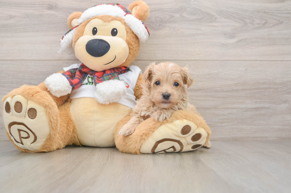 5 week old Maltipoo Puppy For Sale - Lone Star Pups