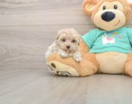 8 week old Maltipoo Puppy For Sale - Lone Star Pups
