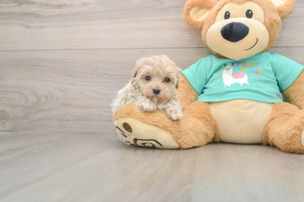 Playful Malt Oodle Poodle Mix Puppy