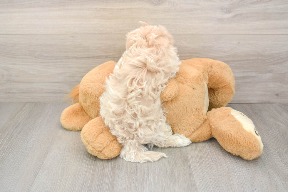 Fluffy Maltipoo Poodle Mix Pup