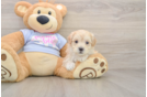 Best Maltipoo Baby