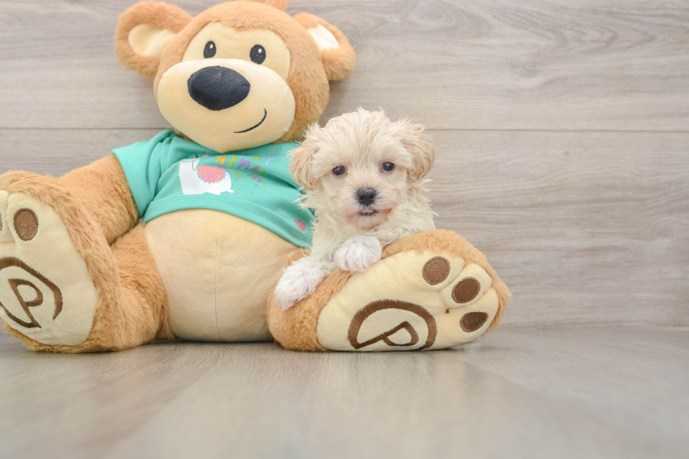 Funny Maltipoo Poodle Mix Pup