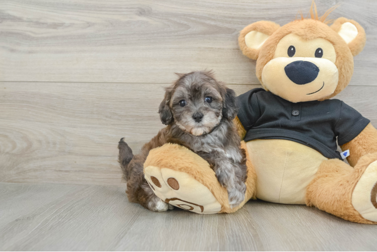 Popular Maltipoo Poodle Mix Pup
