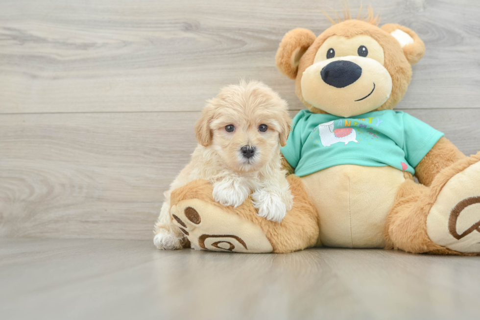Fluffy Maltipoo Poodle Mix Pup
