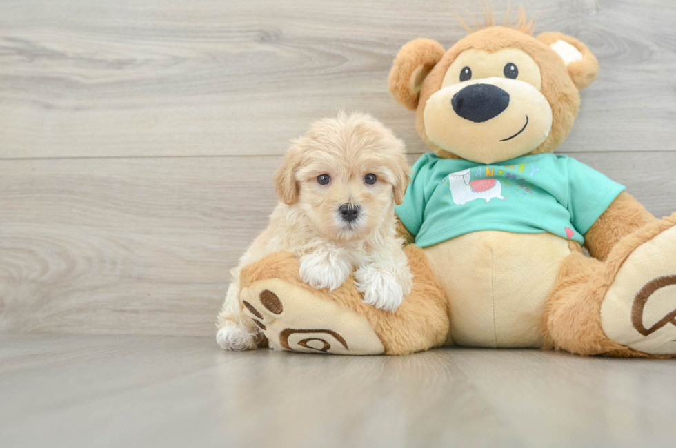 6 week old Maltipoo Puppy For Sale - Lone Star Pups