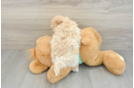 Cute Maltipoo Baby