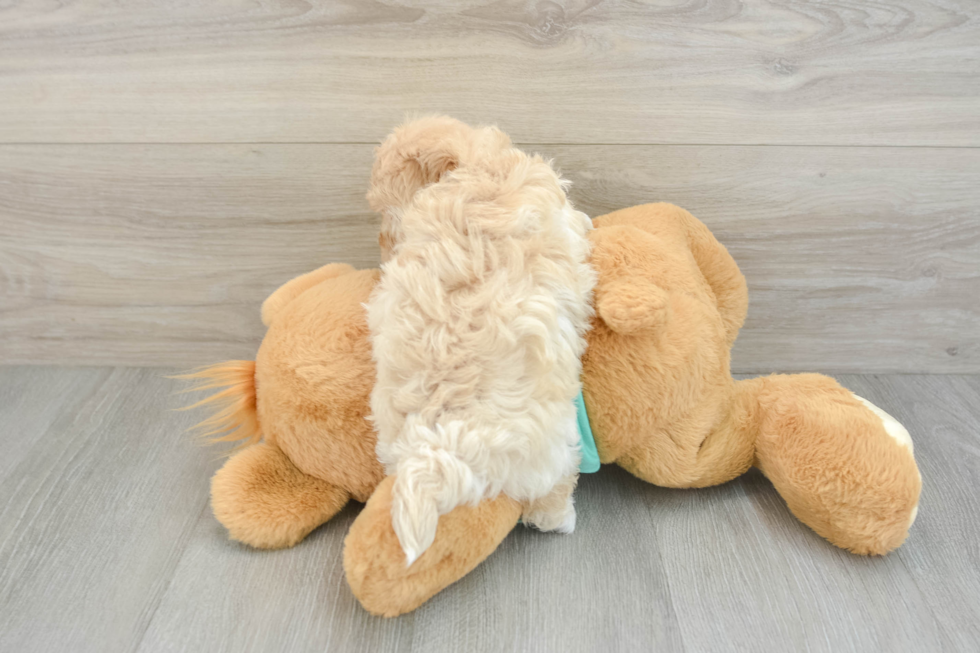 Cute Maltipoo Baby