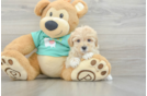 Best Maltipoo Baby