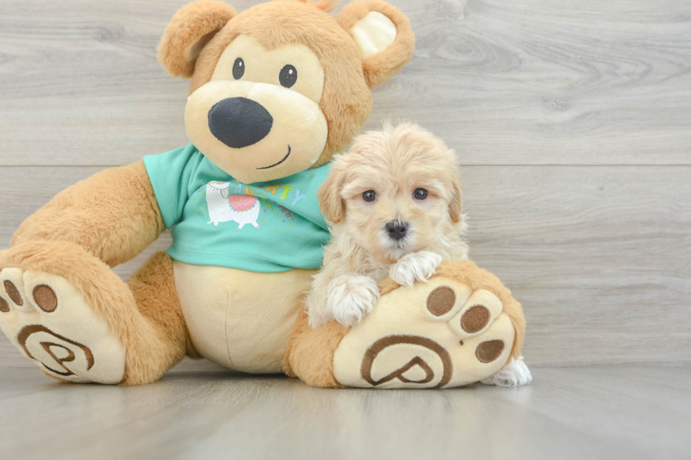 Best Maltipoo Baby