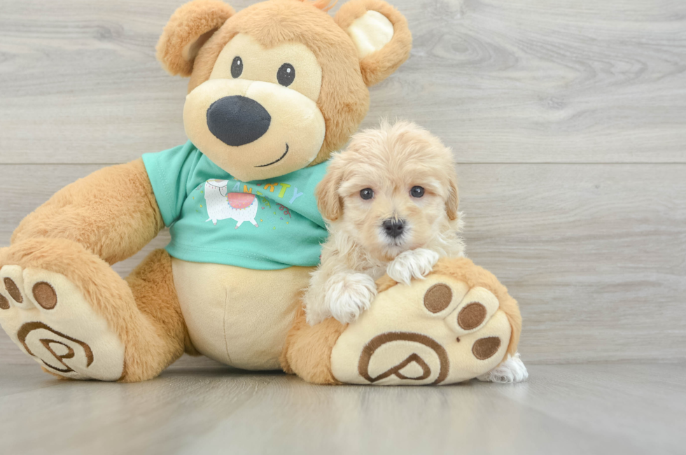 10 week old Maltipoo Puppy For Sale - Lone Star Pups