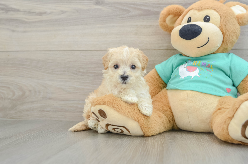 7 week old Maltipoo Puppy For Sale - Lone Star Pups
